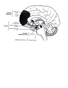 Brain